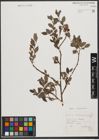 Foto von Salix tarraconensis Pau
